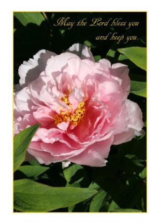 Peony Hope Card