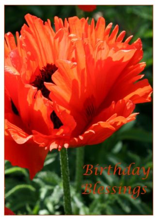 Poppy Birthday Card