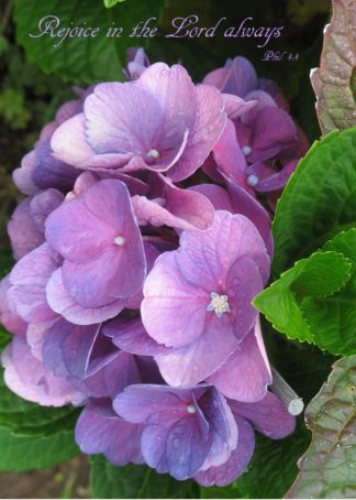 Hydrangea Rejoice Birthday Card
